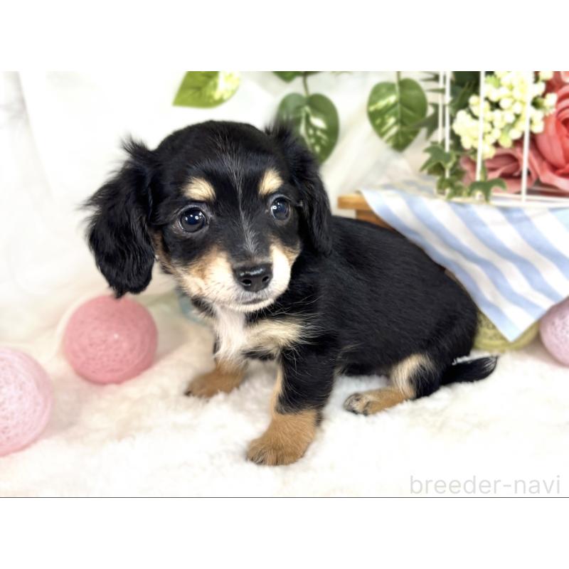 成約済の滋賀県のチワックス:チワワ×ミニチュアダックスフンド-408988の2枚目